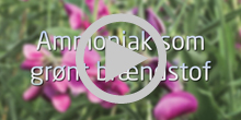 Ammnoniak som grønt brændstof